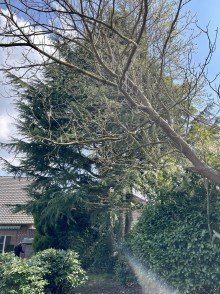 Alter Baumbestand F�r Gartenliebhaber individuelle Doppelhaush�lfte in J�chen.