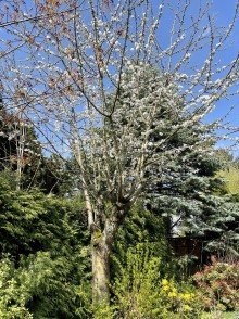 Alter Baumbestand F�r Gartenliebhaber individuelle Doppelhaush�lfte in J�chen.